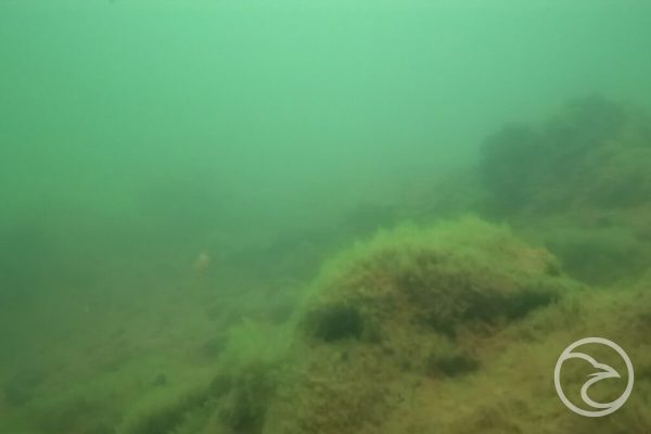 Advancements in Industrial Panel Tanks Inspections: The Rise of Underwater Drones